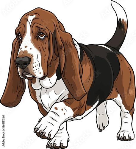 Basset Hound dog walking with sad face and long ears cute vector