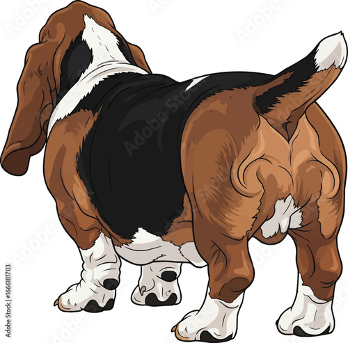 Basset Hound dog standing rear view vector illustration