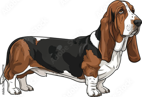 Basset Hound dog standing side profile view vector illustration