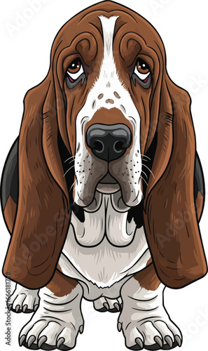 Basset Hound dog standing front view sad droopy face 