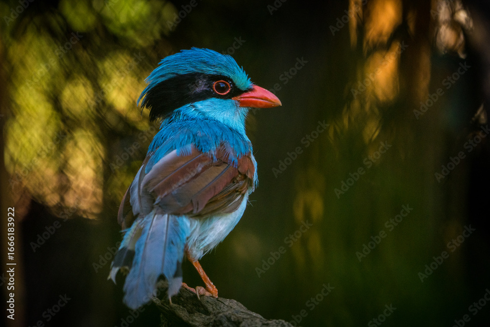 Obraz premium indochinese green magpie bird in the park