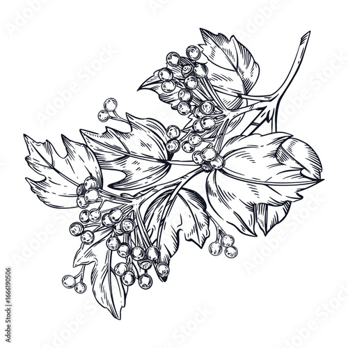 Viburnum, a large branch of viburnum with berries, hand-drawn in ink and translated into a vector. The illustration is suitable for printing on the packaging of goods, food, tableware, textiles.
