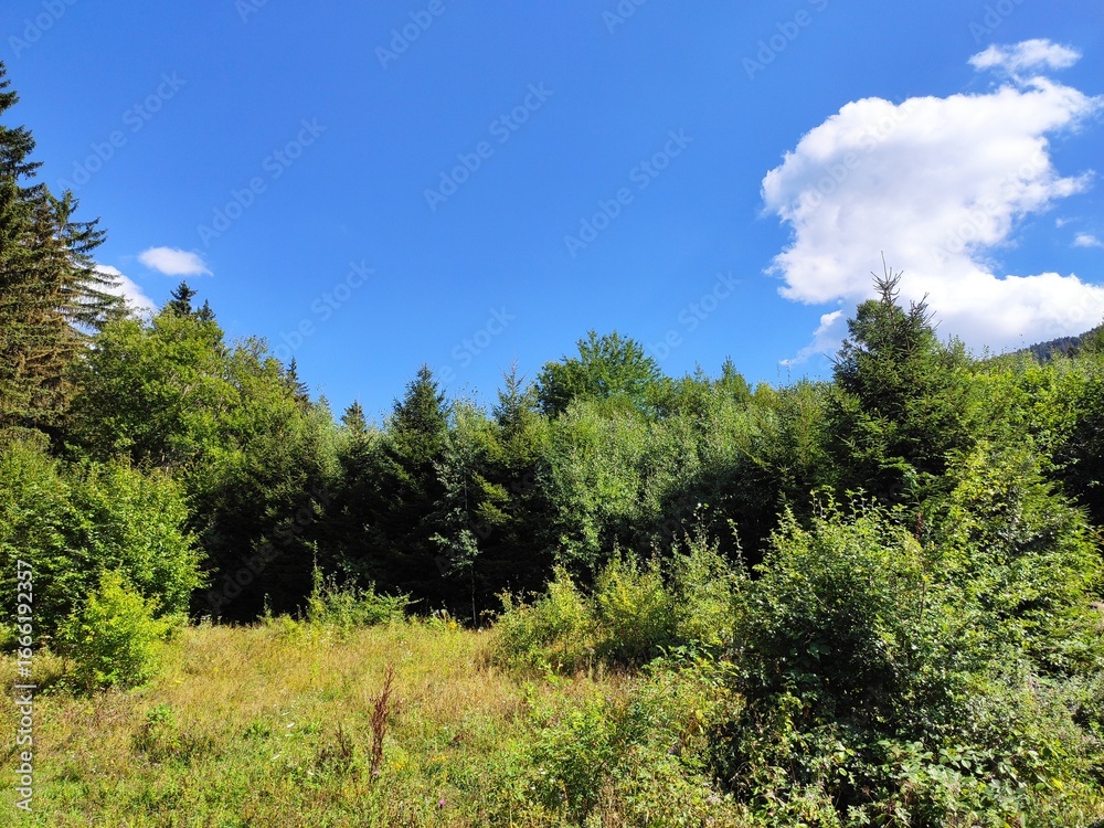 Fototapeta premium Beautiful forest photos. Trebević mountain