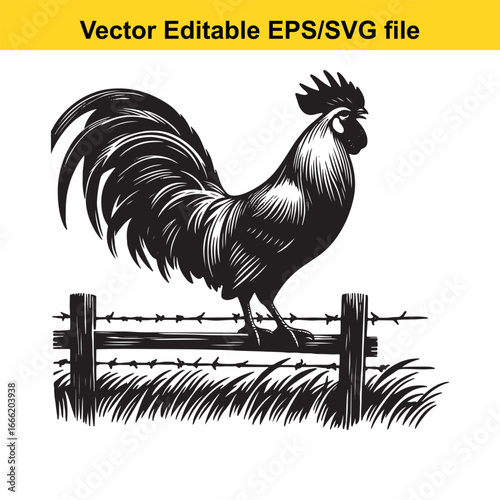 Rooster standing on a barbed wire fence in grass, isolated on white background