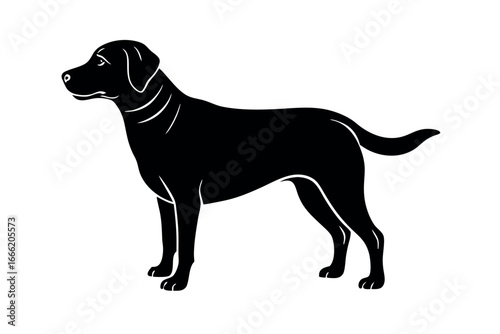Black labrador retriever silhouette isolated on white background for decoration