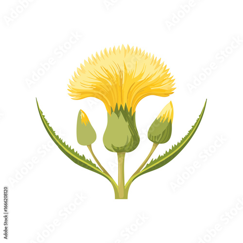 Yellow wildflower illustration with buds and leaves on black background. Wild flora botanical artwork for spring designs and nature themes.
