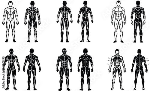 Set Of Human Muscular System Vector 
