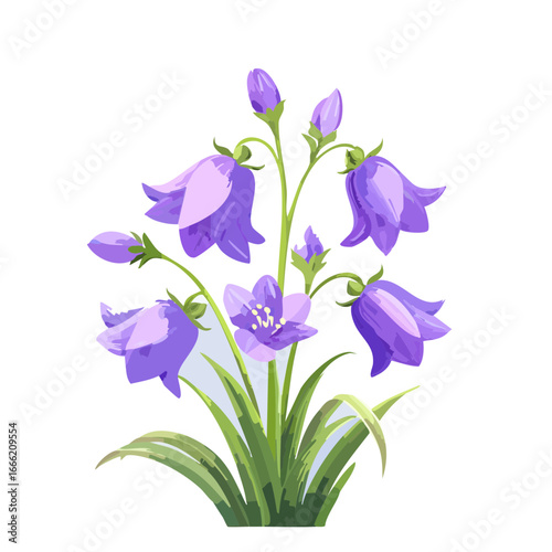 Illustration of purple campanula flowers with buds and green leaves on black background