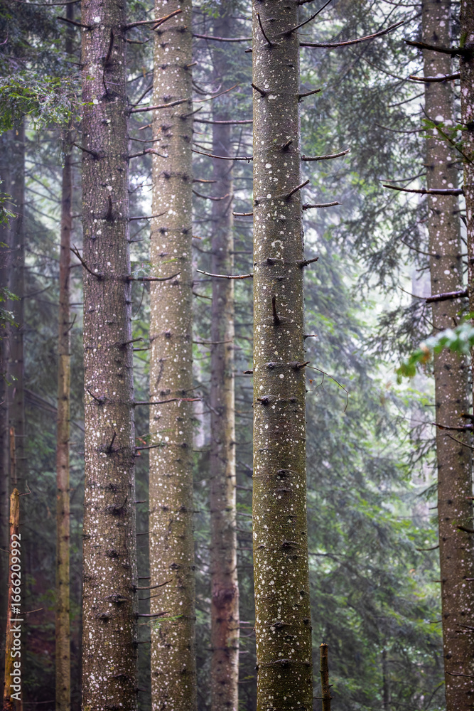Naklejka premium Close-up of several silver fir (Abies alba) trunks in the forests of Slovenia.