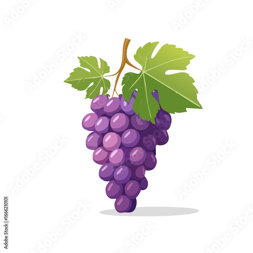 Illustration of a purple grape cluster hanging with leaves. Healthy fruit concept.