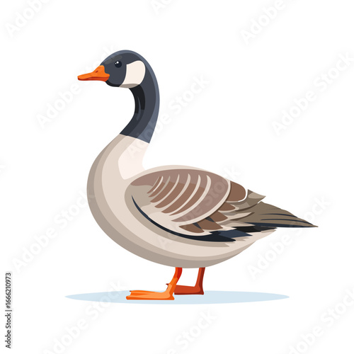Vector Illustration of a Canada Goose Standing Tall Showing off its Detailed Plumage