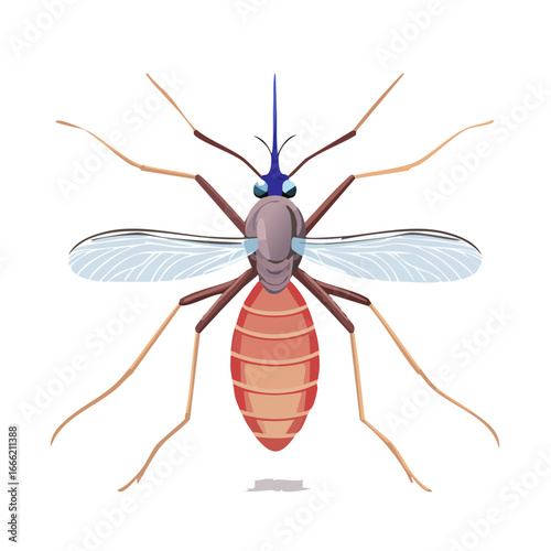 Mosquito drawing with visible proboscis wings and abdomen illustration of blood sucking insect with segmented body and legs
