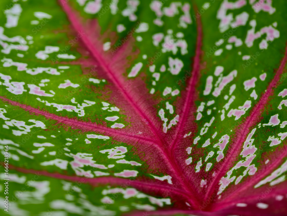 Obraz premium Caladium bicolor Caladium with leaf sheath characteristics Macro of green and pink caladium leaf with vibrant pattern and texture