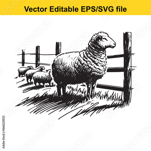 Sheep grazing in a grassy field with a wooden fence and other sheep