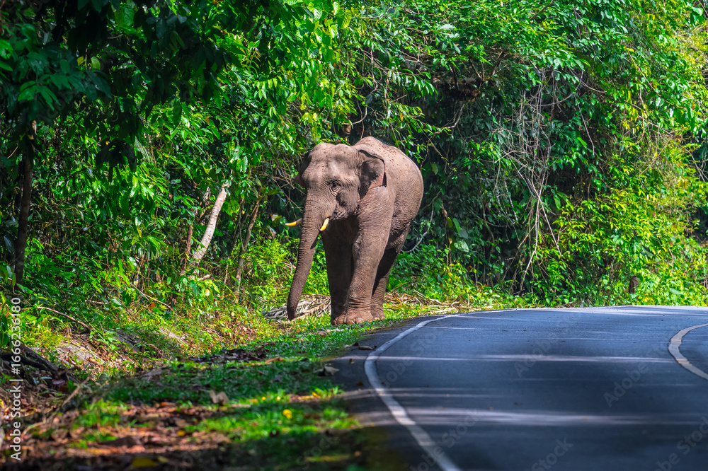 Fototapeta premium Its body is gray, its snout is called the trunk. The trunk of the Asian elephant has only one beak. Nakhon Ratchasima, Thailand.