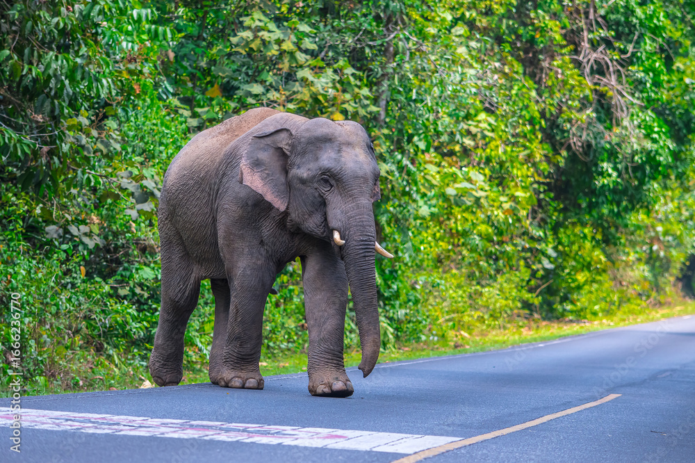 Obraz premium Its body is gray, its snout is called the trunk. The trunk of the Asian elephant has only one beak. Nakhon Ratchasima, Thailand.