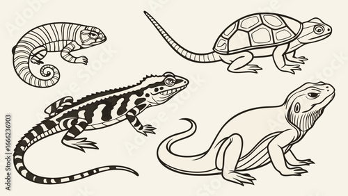 Hand drawn reptile set with turtle, chameleon, and lizards. Vintage style black and white animal collection sketch illustration art.