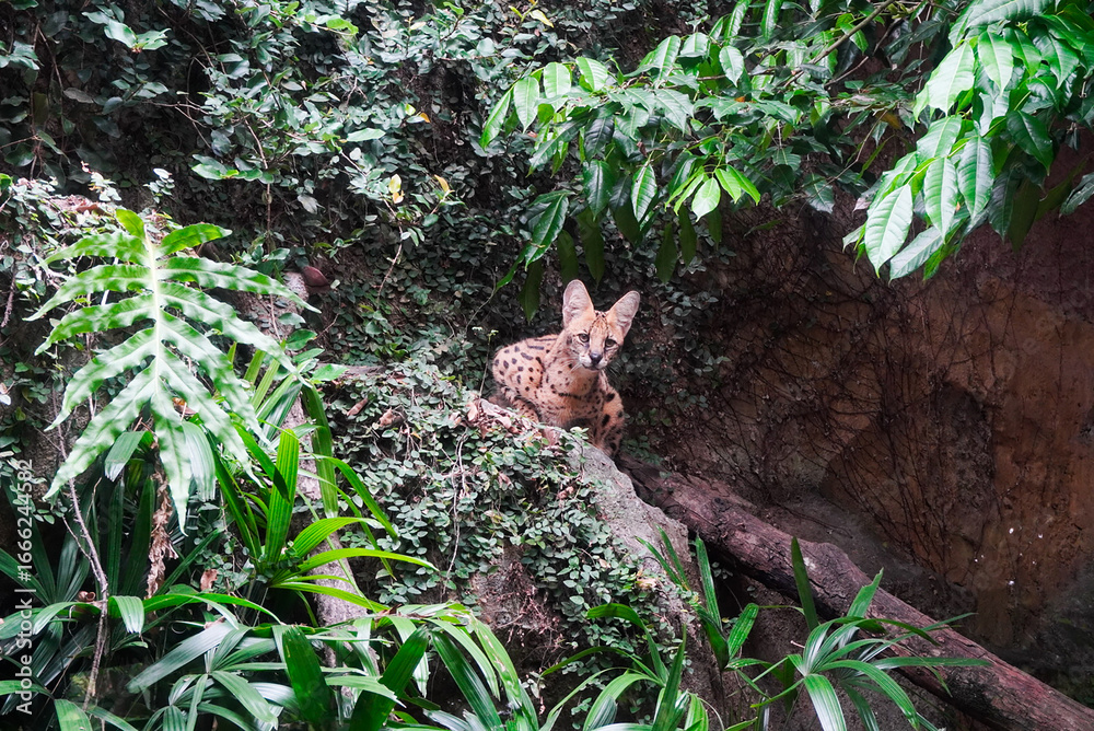 Obraz premium Serengeti Serval Cat in Lush Jungle Habitat: Wild feline amidst vibrant greenery, a captivating moment of nature's beauty