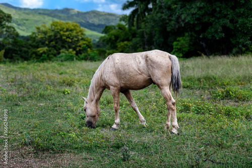 Photography Palomino horse grazing in a lush green field in the Caribbean