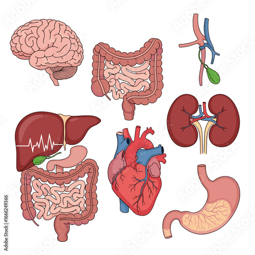 Discover vital human organs brain heart kidneys stomach liver and intestines in clear medical illustration