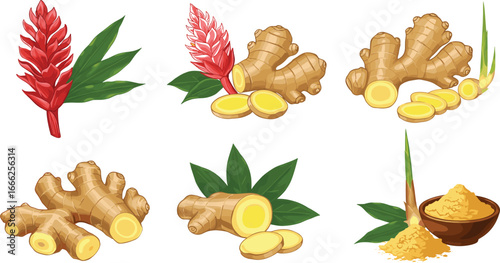 Fresh ginger root, sliced ginger, ginger powder, and ginger flower with green leaves isolated on white background for culinary use.