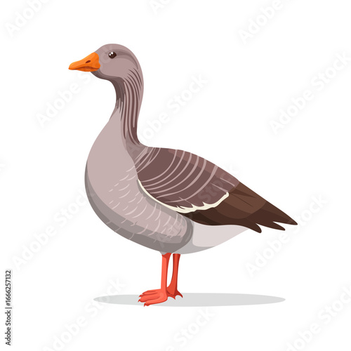 Elegant cartoon goose with gray feathers and orange beak standing calmly animal wildlife poultry waterfowl nature outdoor illustration