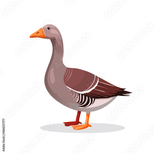 Illustration of a gray goose side view goose vector isolated wildlife drawing cartoon animal waterbird poultry bird