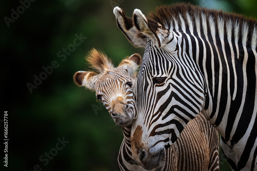Grant zebra with foal