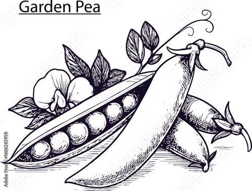 Garden Pea Hand Drawn Vector Illustration – Vintage Botanical Pea Pod Sketch