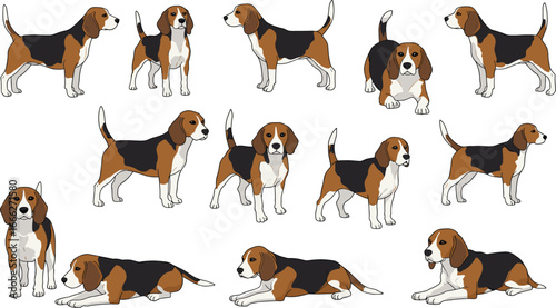Illustration of Beagle dogs in various poses, brown black white hunting dog breed, adorable pet, playful and loyal companion