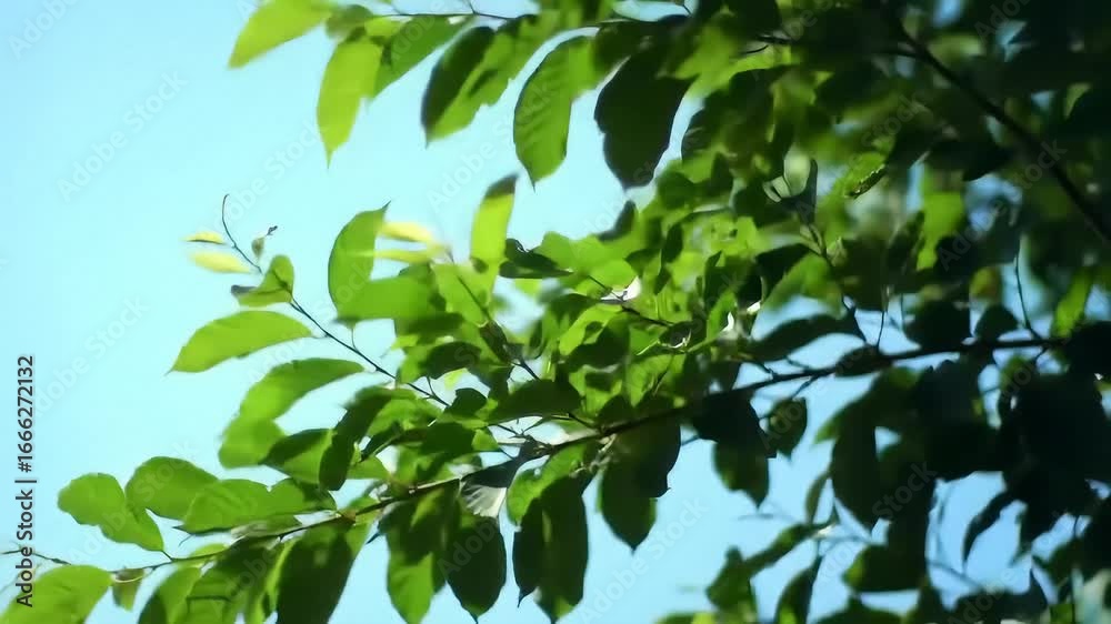 Lush Green Leaves Swaying Gently Against a Clear Blue Sky Lush Green Leaves Swaying Gently Against a Clear Blue Sky