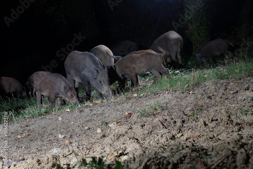 Wild boars feeding at night in the forest