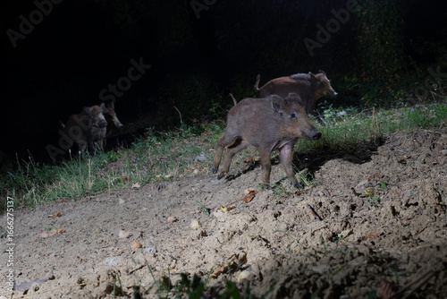 Wild boars feeding at night in the forest