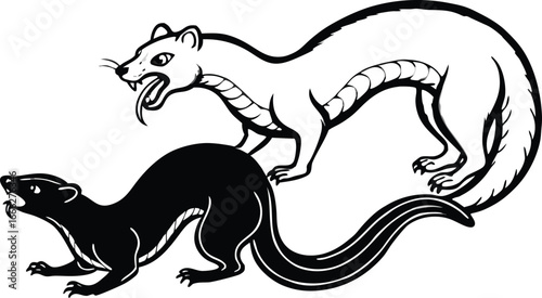 Two ferrets or weasels in a fierce confrontation