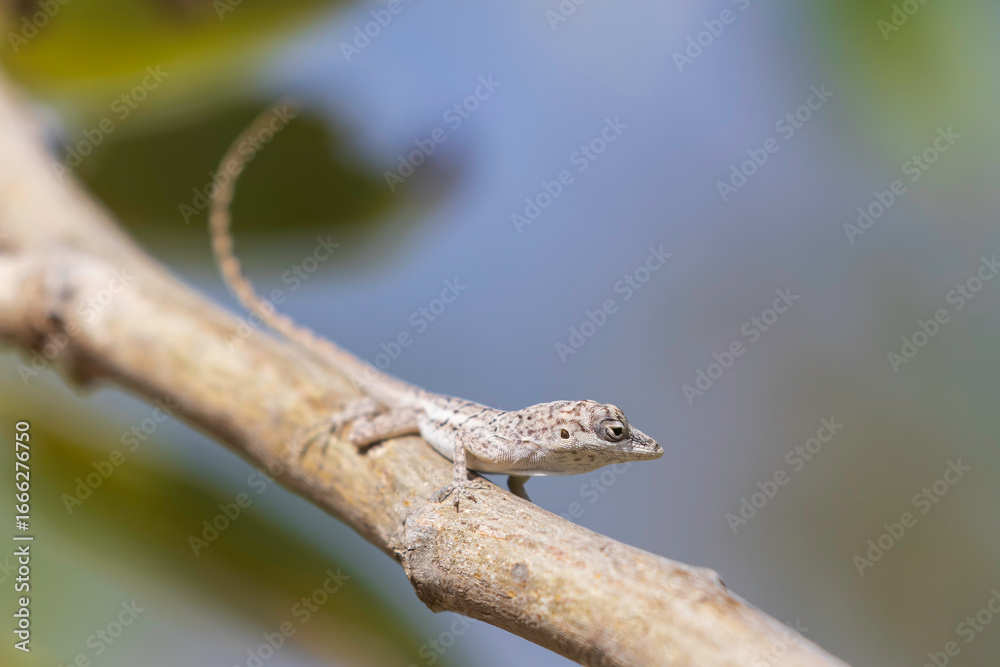 Obraz premium lizard on a tree