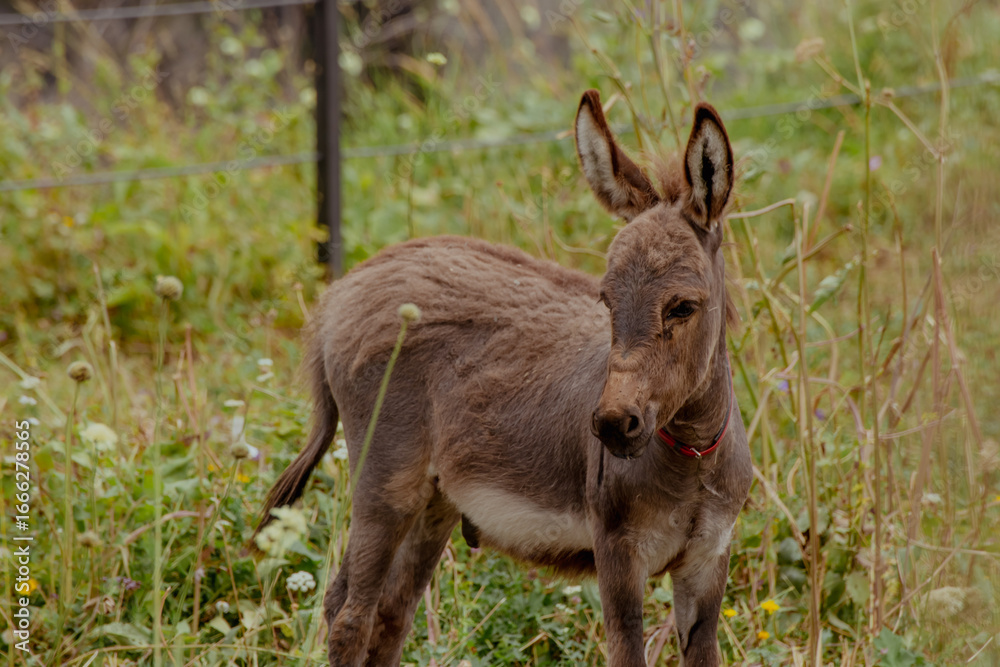 Fototapeta premium A young brown moose calf stands in a grassy field. The environment is lush with green plants and wildflowers, typical of the Caucasus region.