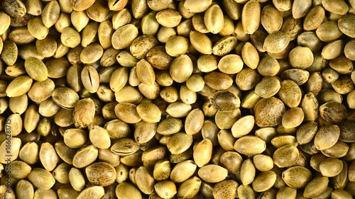 hemp seeds on a turn table, unpeeld and peeld