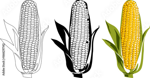 Yellow corn, husked and cooked corn. Isolated grouped vectors perfect for agriculture, food branding