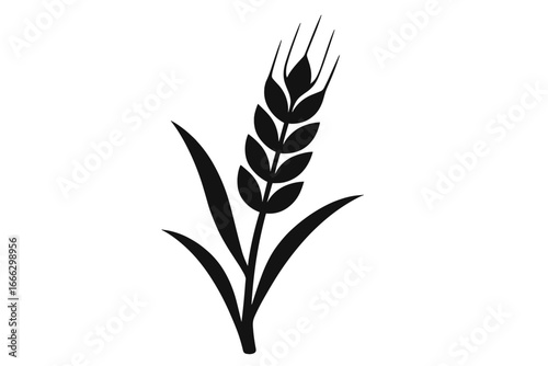 Wheat ear icon. Agriculture grain symbol. Farm harvest logo. Natural organic food. Cereal plant silhouette. Bakery bread ingredient. Gluten free vector pictogram design element.
