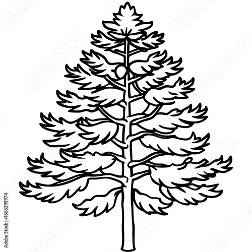 Ponderosa Pine line art vector