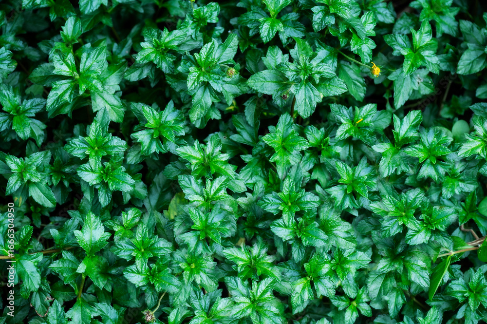 Obraz premium green leaves background