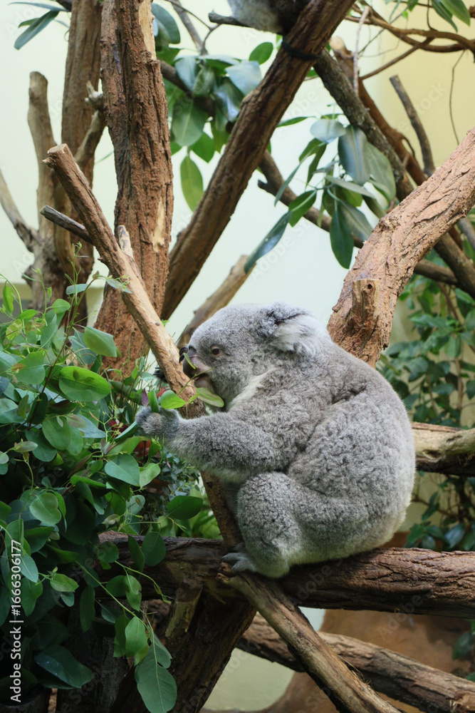 Obraz premium A cute koala sitting on a tree branch, surrounded by green leaves, resting peacefully in its natural habitat.