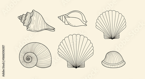 Detailed monochrome illustration of various seashells, showcasing intricate textures and shapes.