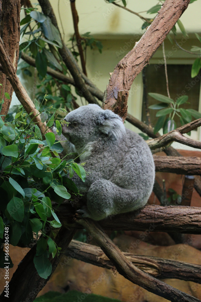 Fototapeta premium A cute koala sitting on a tree branch, surrounded by green leaves, resting peacefully in its natural habitat.