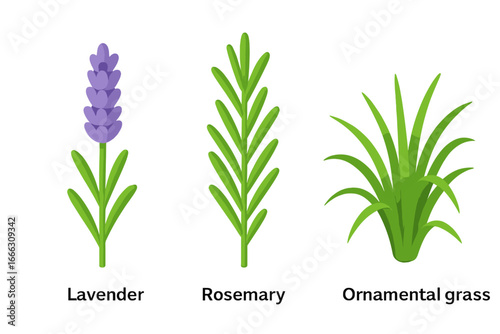 Isometric plant icon set with lavender flower, rosemary herb, and ornamental grass. Vector flat illustration for garden design. Botanical accent and companion plants for herbal concepts.