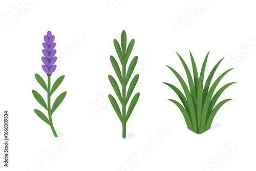 Isometric plant icon set of lavender, rosemary, and ornamental grass. Flat vector illustration of companion and accent plants. Botanical herb and foliage collection for design.