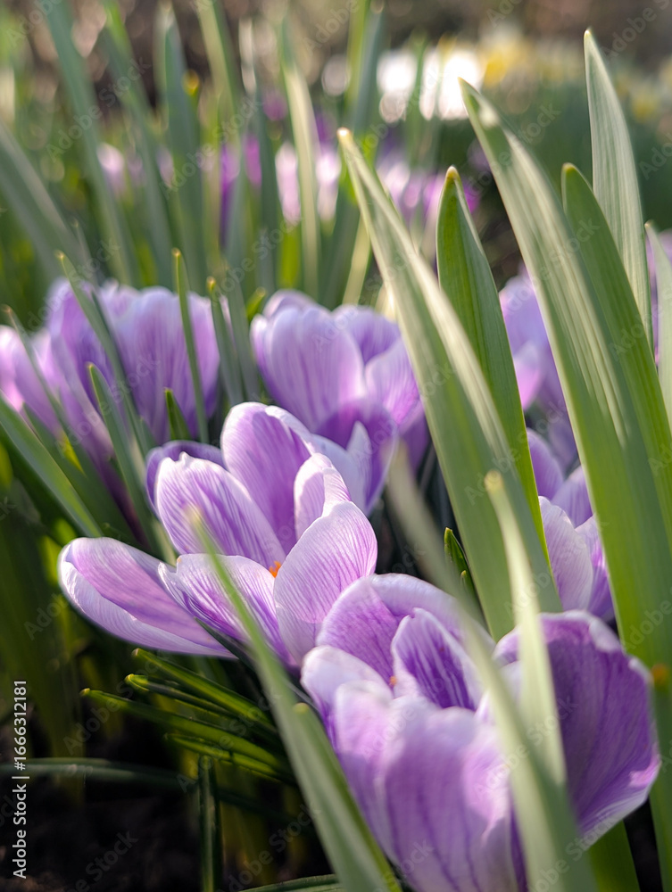 Fototapeta premium purple crocus flowers