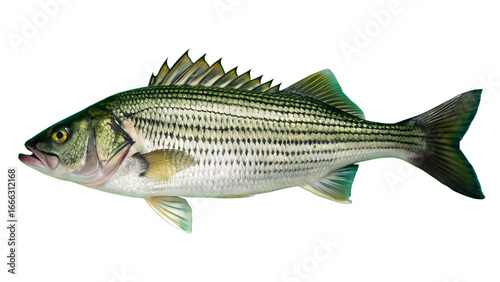 A striped bass with detailed scales, isolated on a transparent background