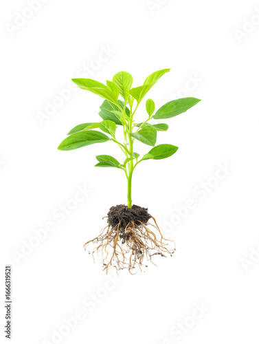 A young plant with roots and leaves growing from the soil
