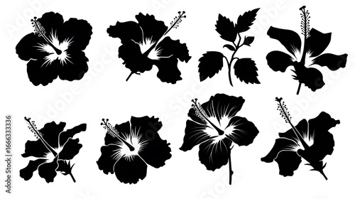 Stunning Black Silhouettes of Tropical Hibiscus Flowers in Nature